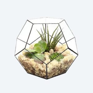 Bongo Pendant Lamp